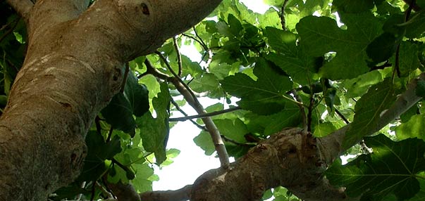 Vida en la Tierra - La Higuera - Ficus carica