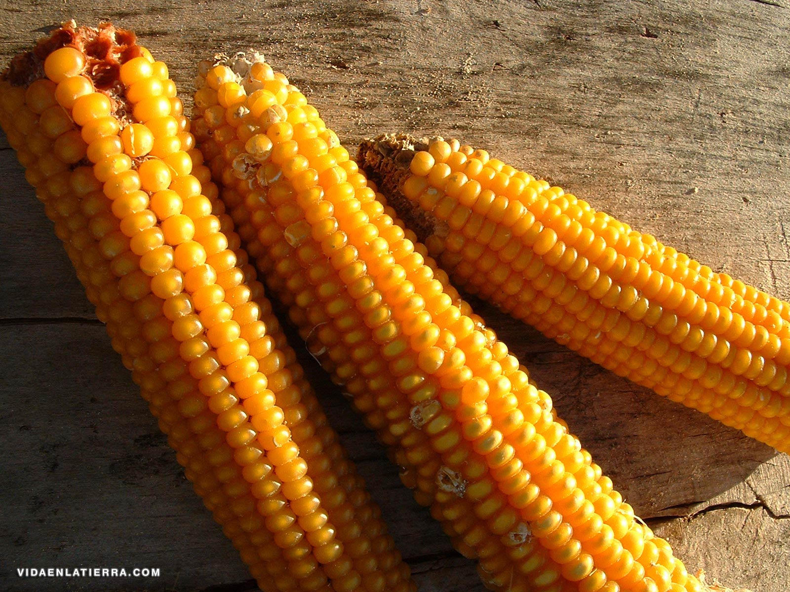 Panochas de maíz