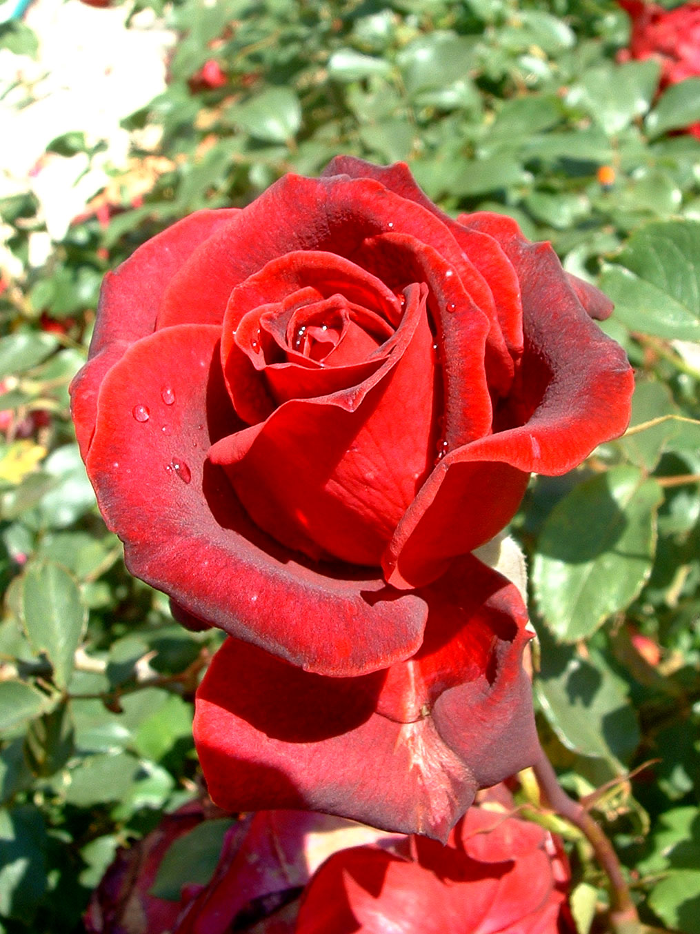Las rosas rojas - Vida en la tierra