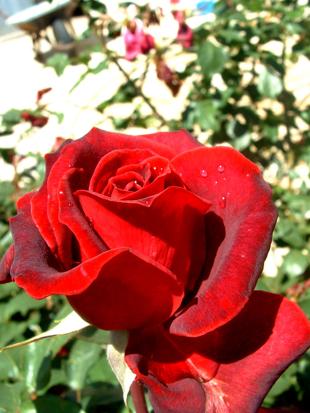 Las rosas rojas - Vida en la tierra