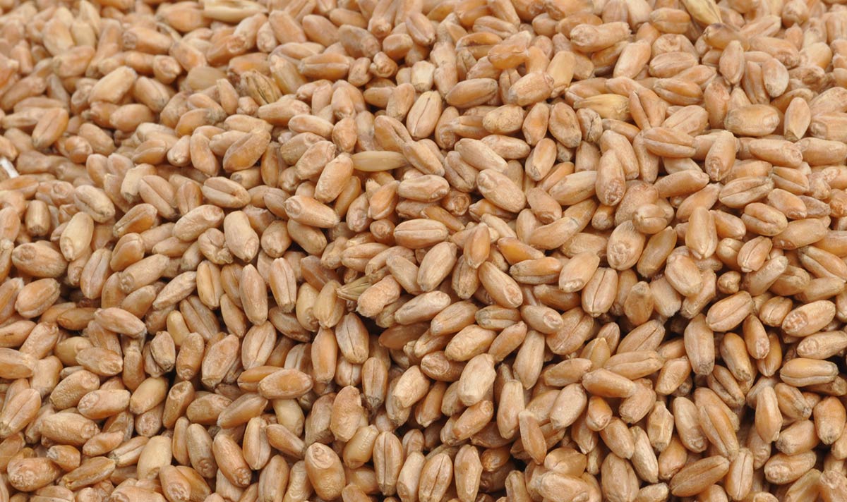 Los granos de trigo