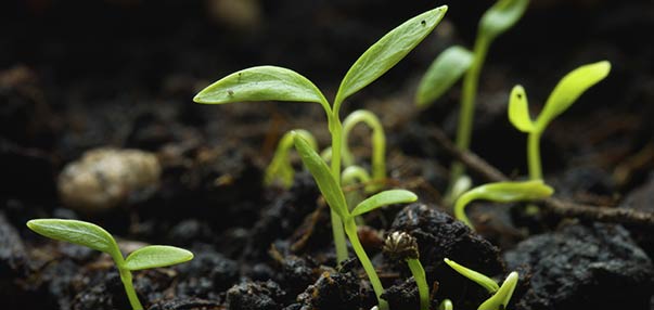 Los cinco principios para la auto-fertilidad de la tierra