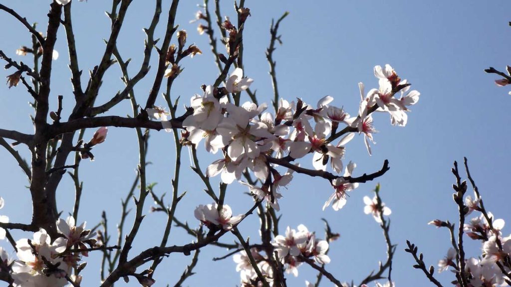 Los Almendros - Prunus Dulcis - Vida En La Tierra